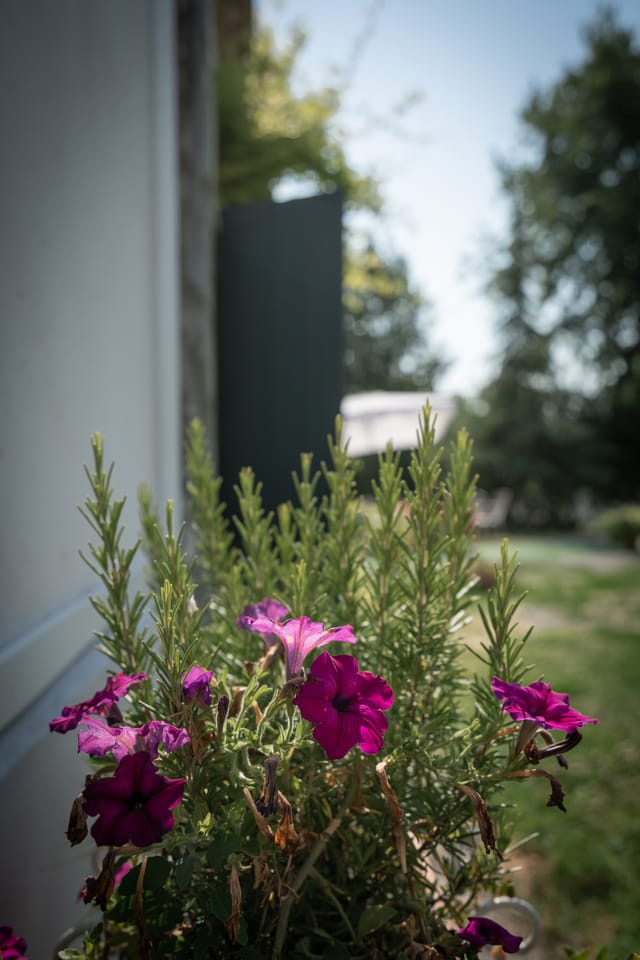 Fiori all'esterno del ristorante